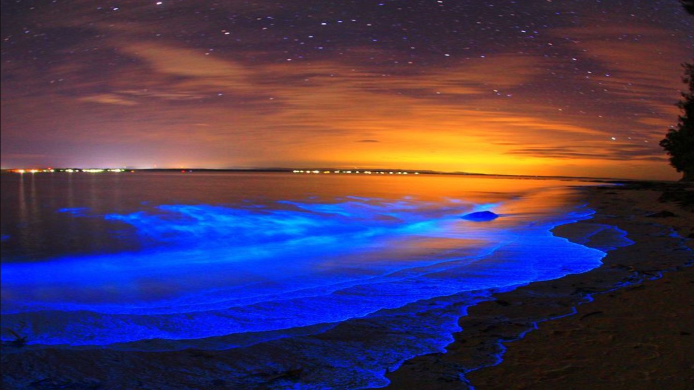 Holbox island bioluminescence, Mexico - Blog Post