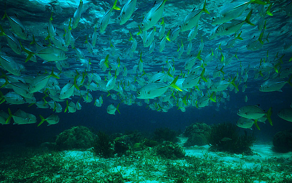 Mesoamerican Reef System - Cancun Airport Transportation Blog