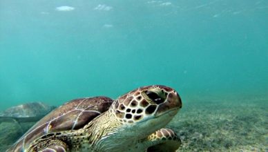 Sea turtle in Akumal Bay