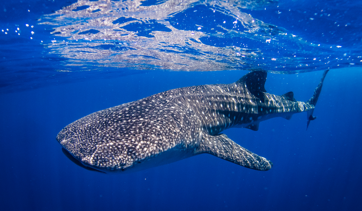 Whale Shark Cancun Tour Best season to swim with whale sharks