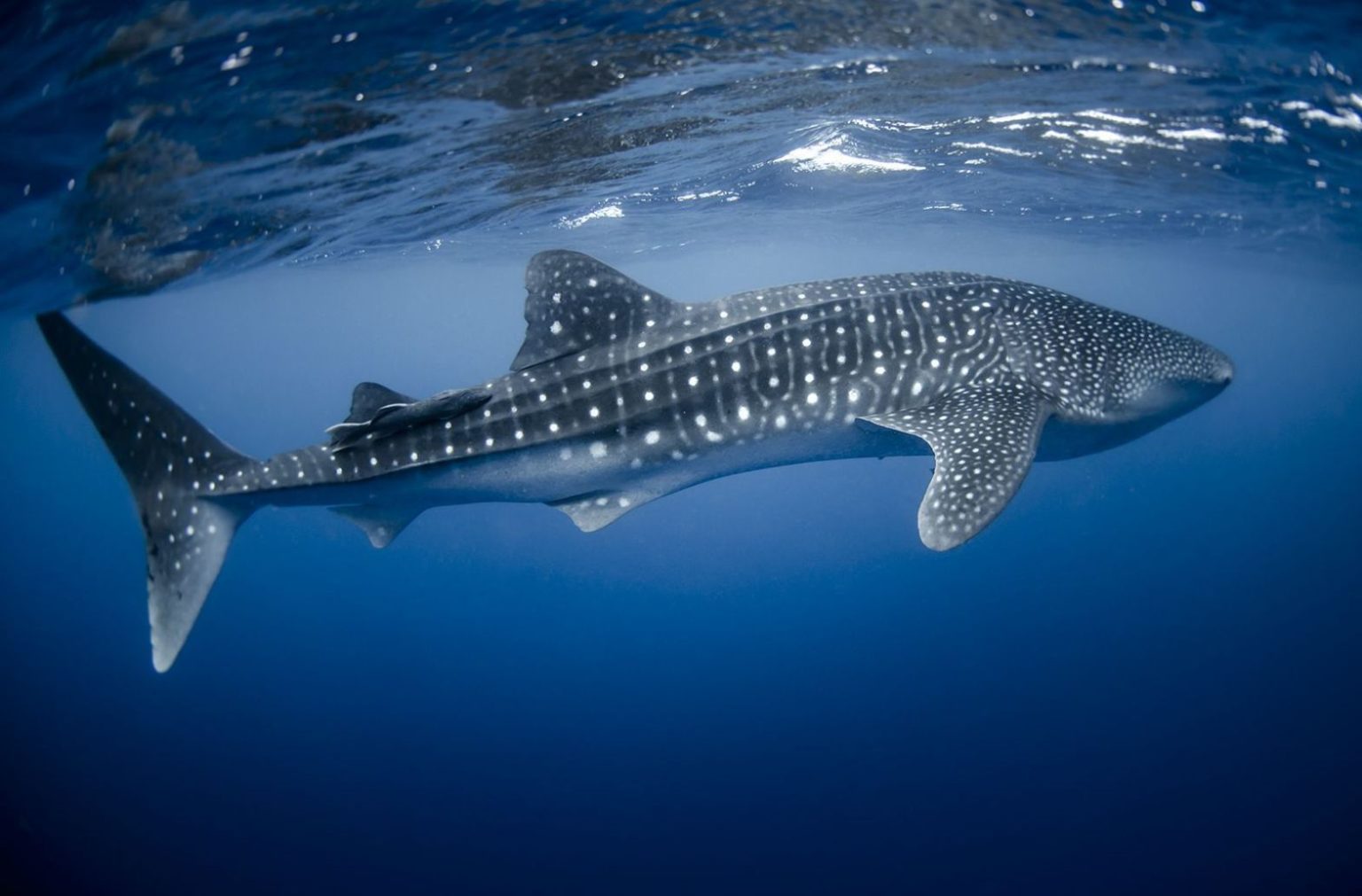 Whale Shark Season in Cancun! Blog Cancun Airport Transportation